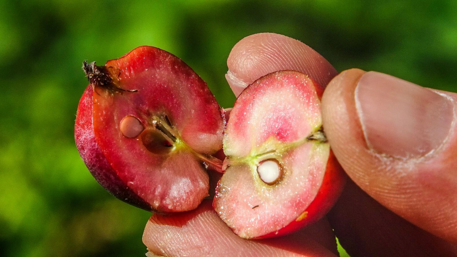 İçi dışı kırmızı elma şifa deposu